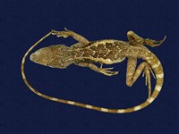 藏品(斯文豪氏攀蜥)的圖片